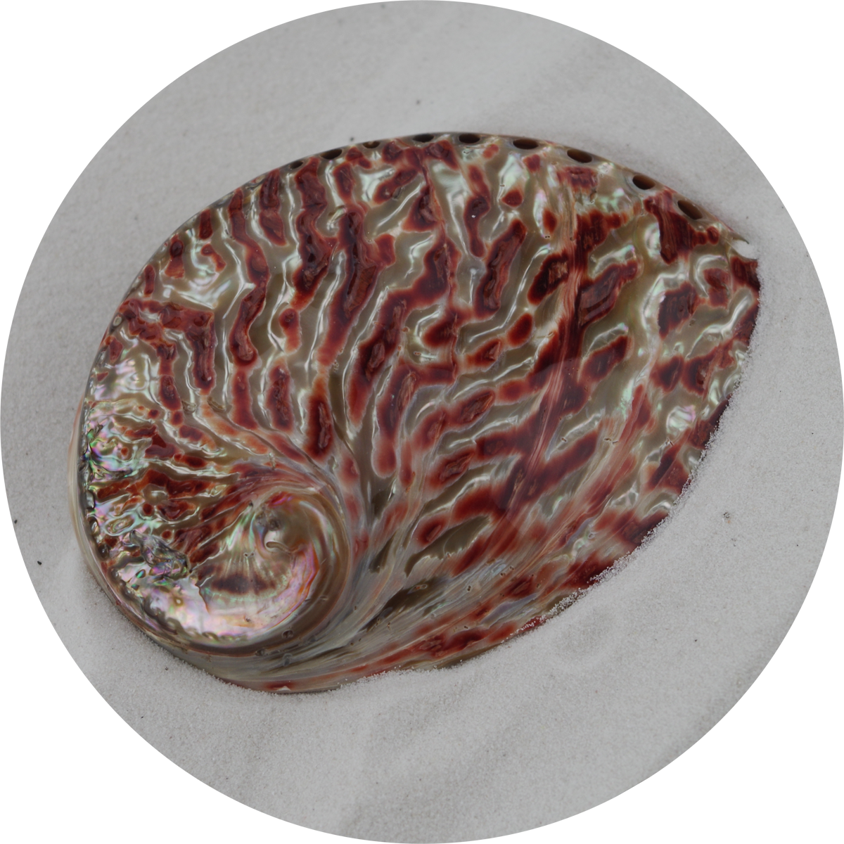 8779 - Polished Abalone - Red - 12.5cm